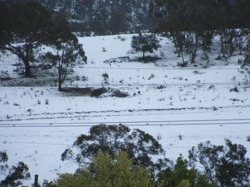 Snow in Lithgow 2014 #58