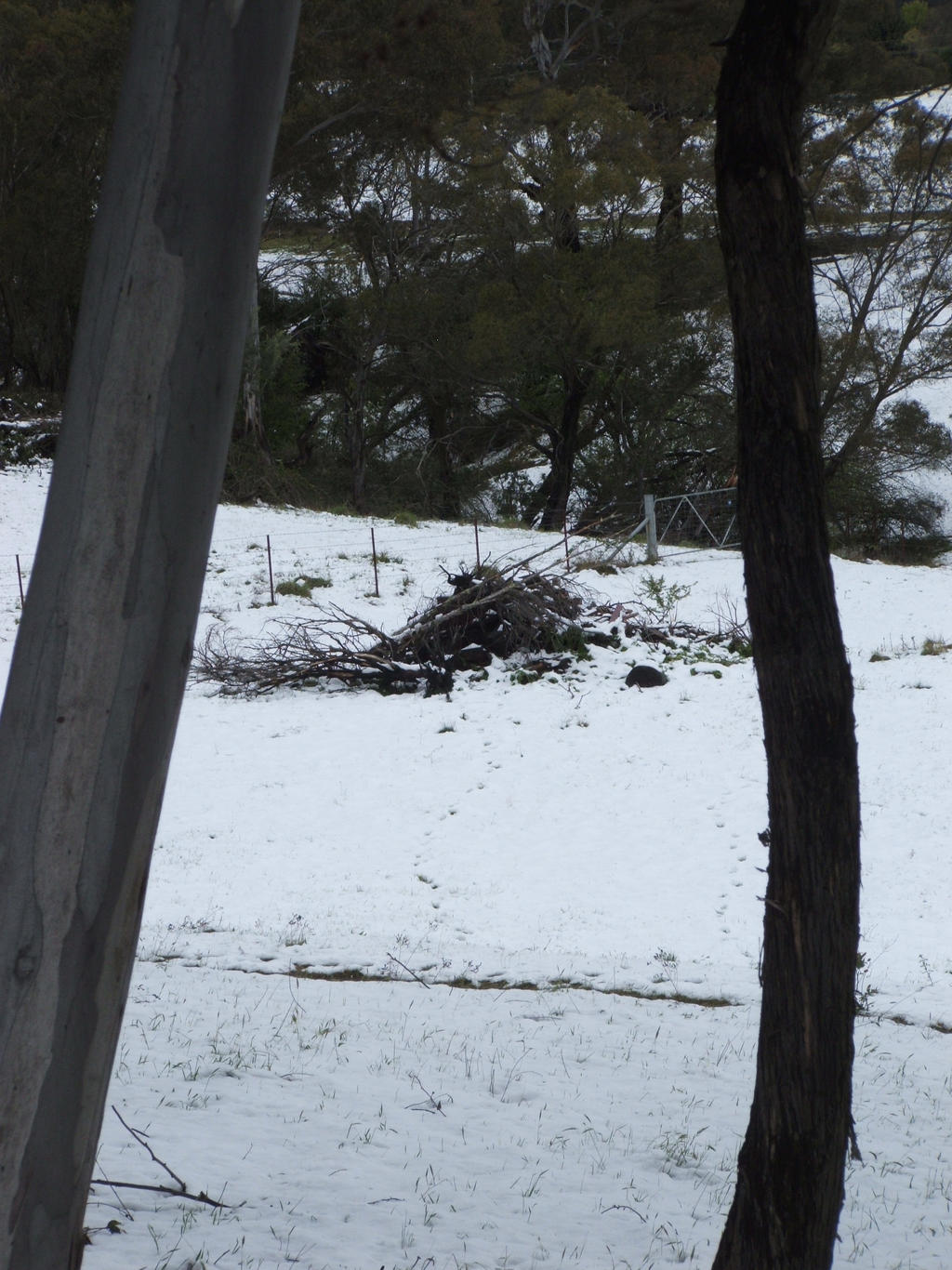 Snow in Lithgow 2014 #66