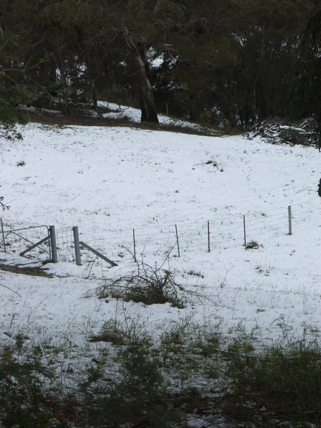 Snow in Lithgow 2014 #68