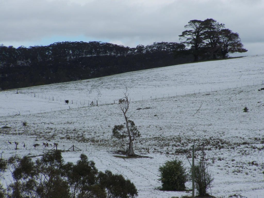 Snow in Lithgow 2014 #69