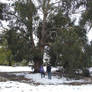 Snow in Lithgow 2014 #112