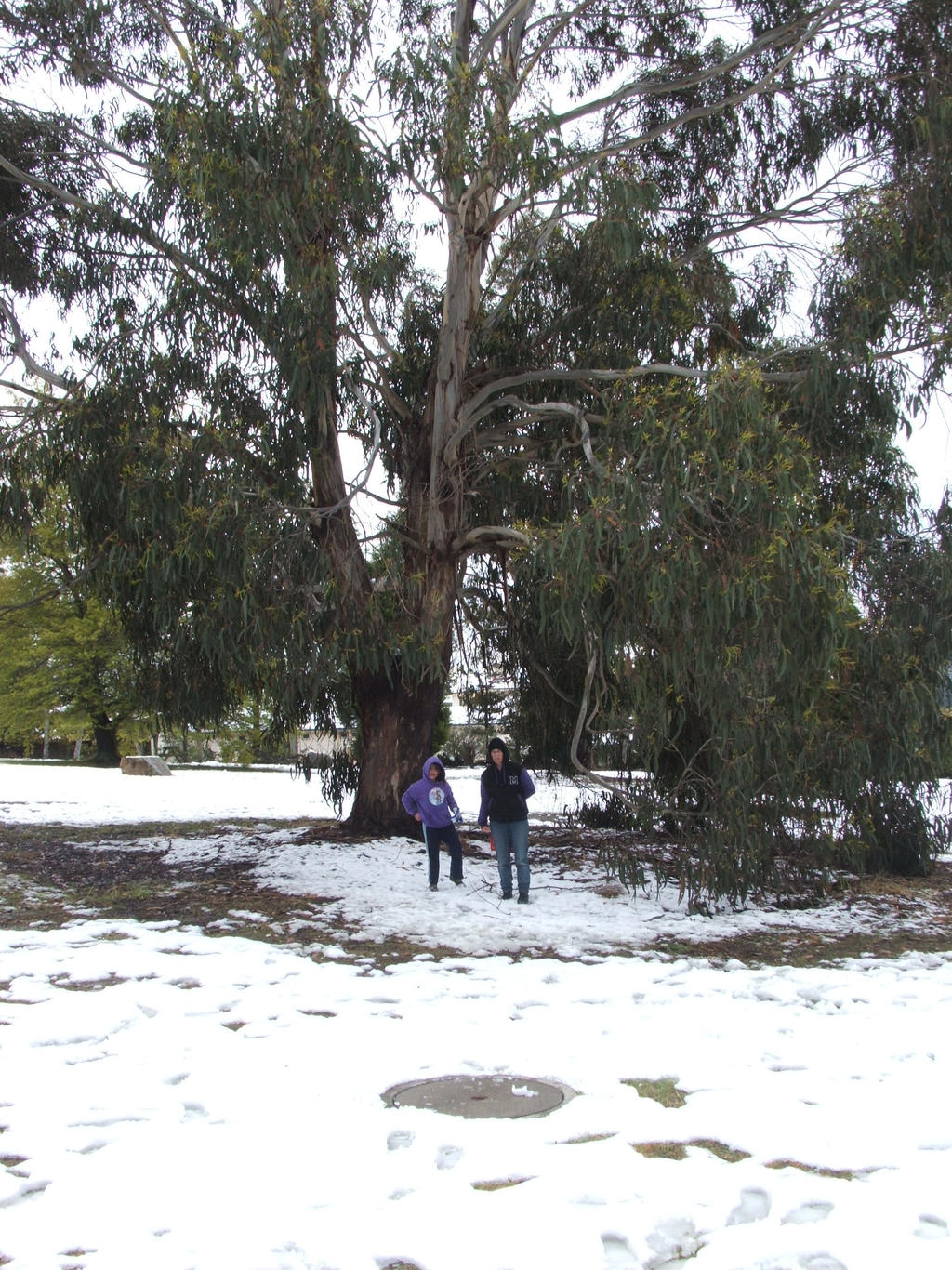 Snow in Lithgow 2014 #112