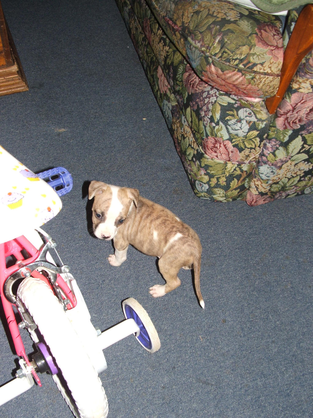 Sayuri at 6 weeks