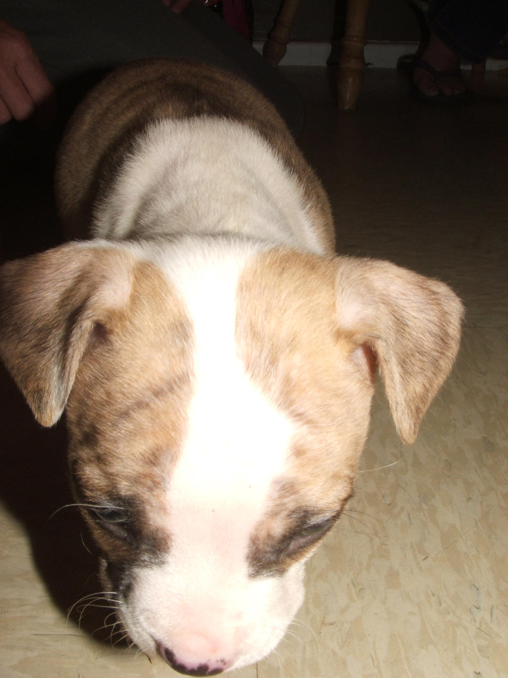 Sayuri at 6 weeks (1)