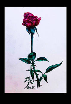 'The Name of the Rose'
