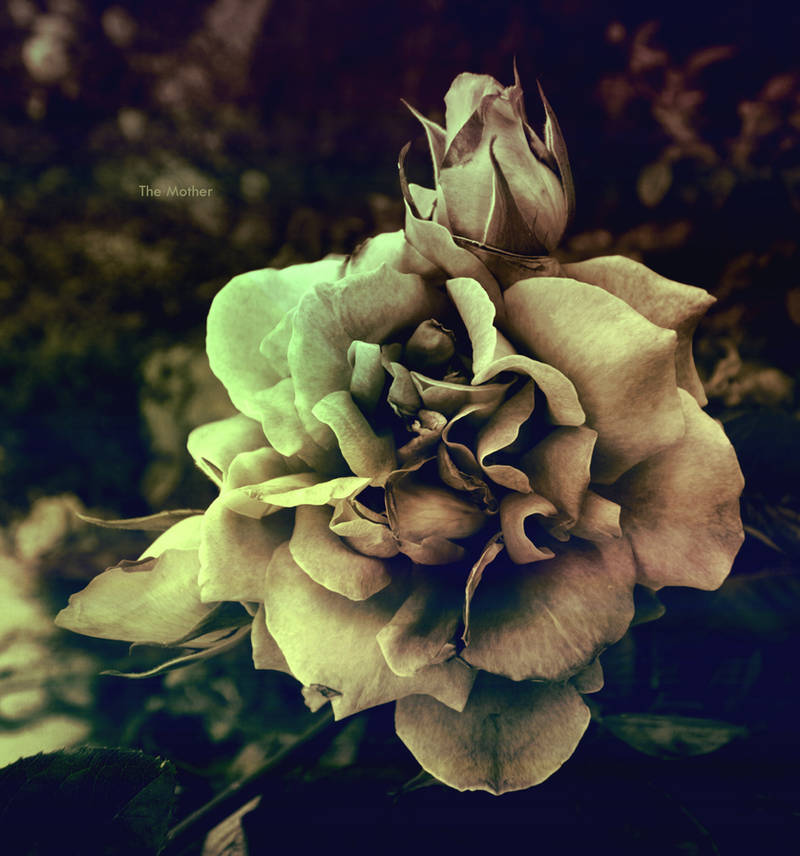 . : The Mother : . by kharax