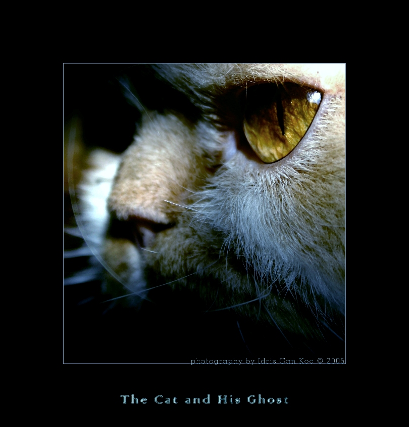 The Cat and His Ghost