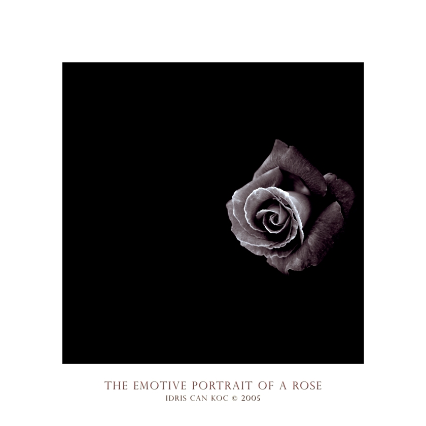 The Emotive Portrait Of A Rose