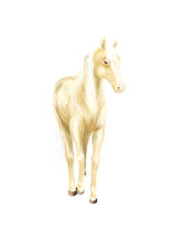 palomino