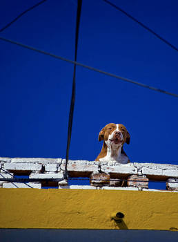 Perro de Majorca