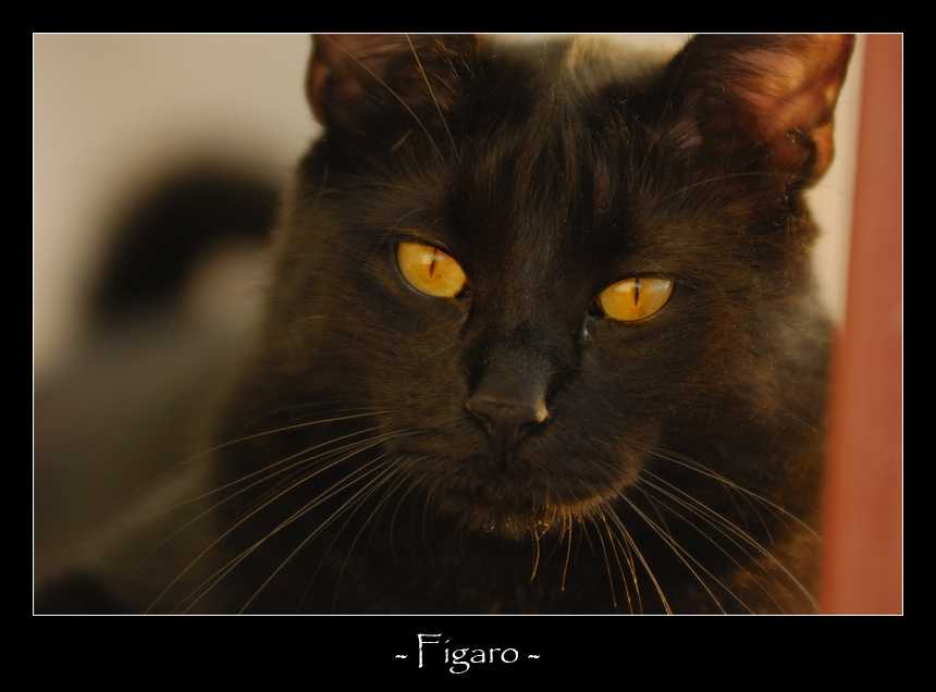 Figaro