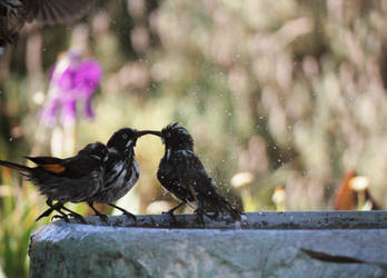 Bird Kiss