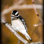 Hairy Woodpecker Female s