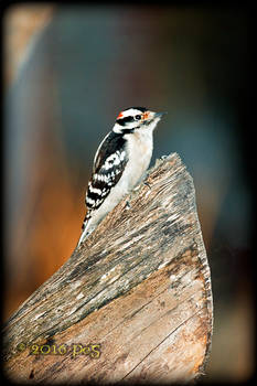 Hairy woodpecker Male