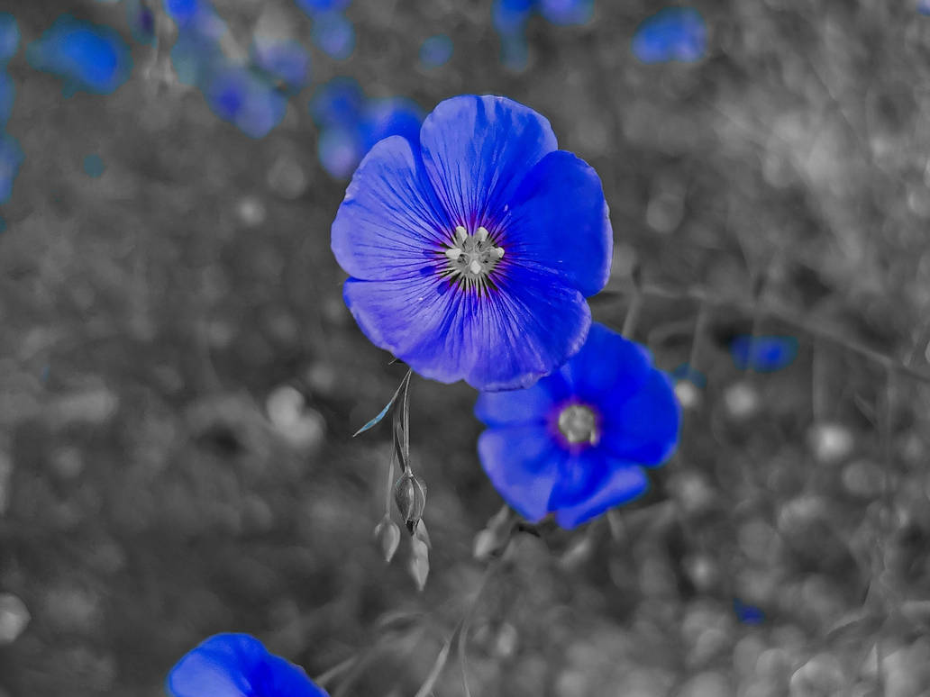 Selective Color Artwork selective color by SkyCheetha on DeviantArt