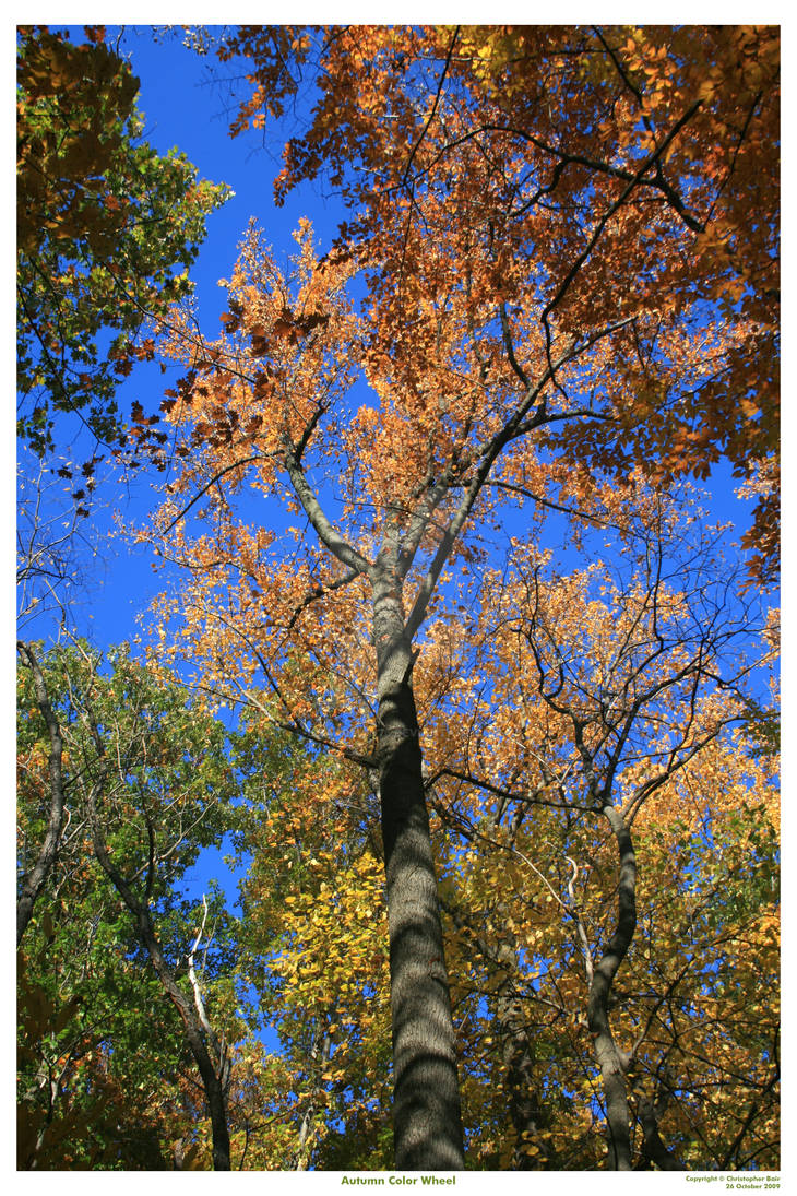 Fall Tree Color Wheel Autumn Color Wheel by Lizardman76 on DeviantArt