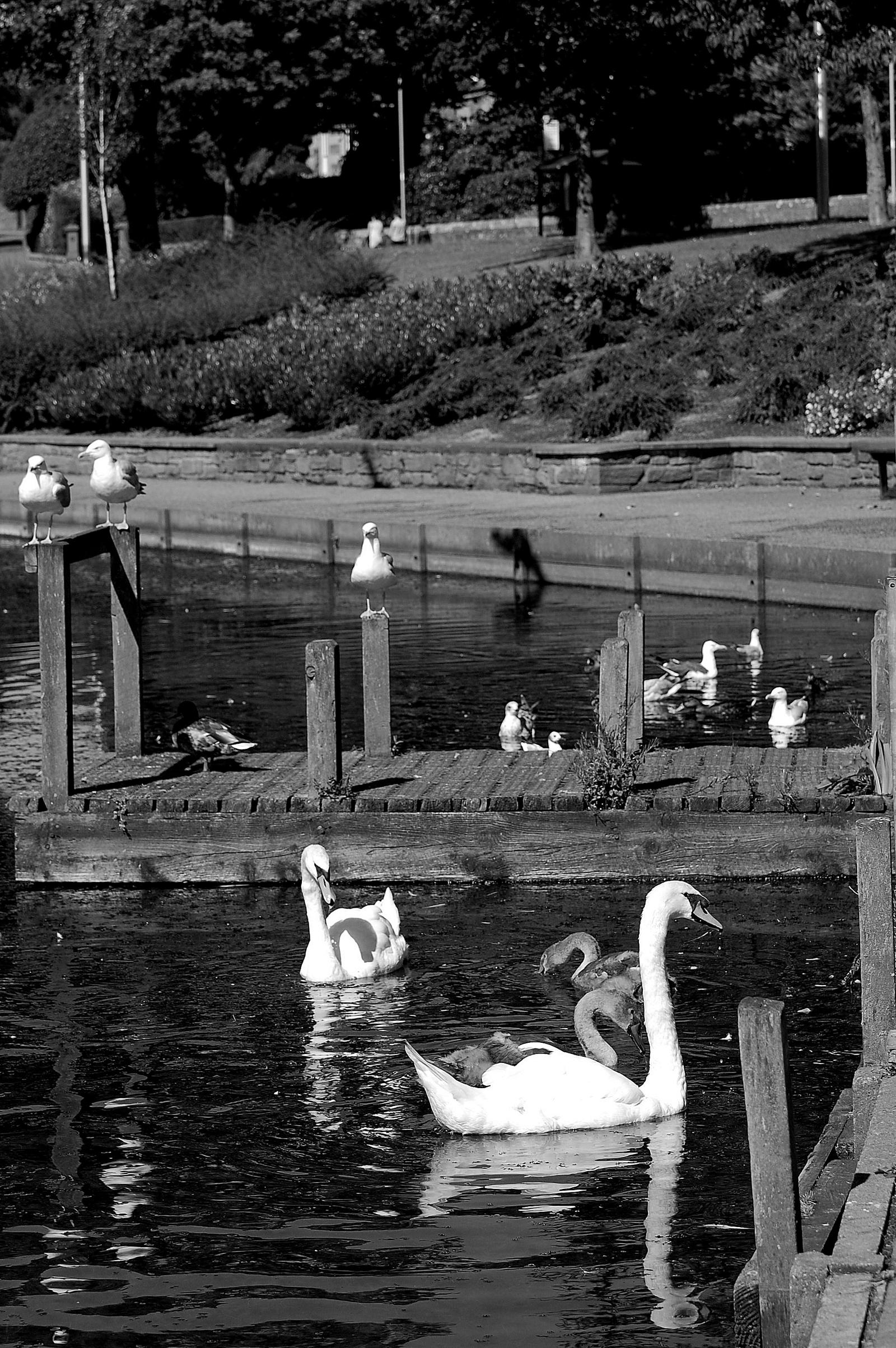 Swans, Ducks, Black Headed Gulls and Herring Gulls