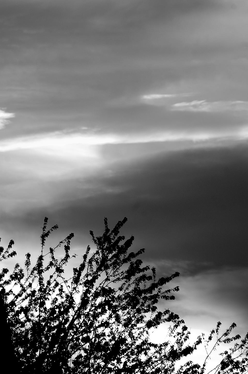 Twilight And Tree-bw 212