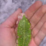 Leaf Cover In Ice