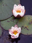 Two rose waterlily by Evanderiel