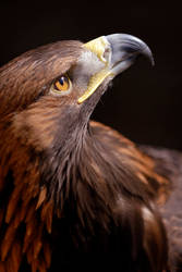 Golden Eagle