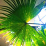 Indoor Rainforest