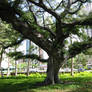 twisted tree