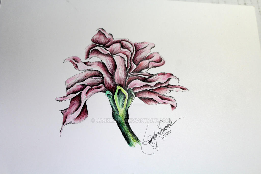 Pink Carnation