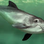 PORPOISE