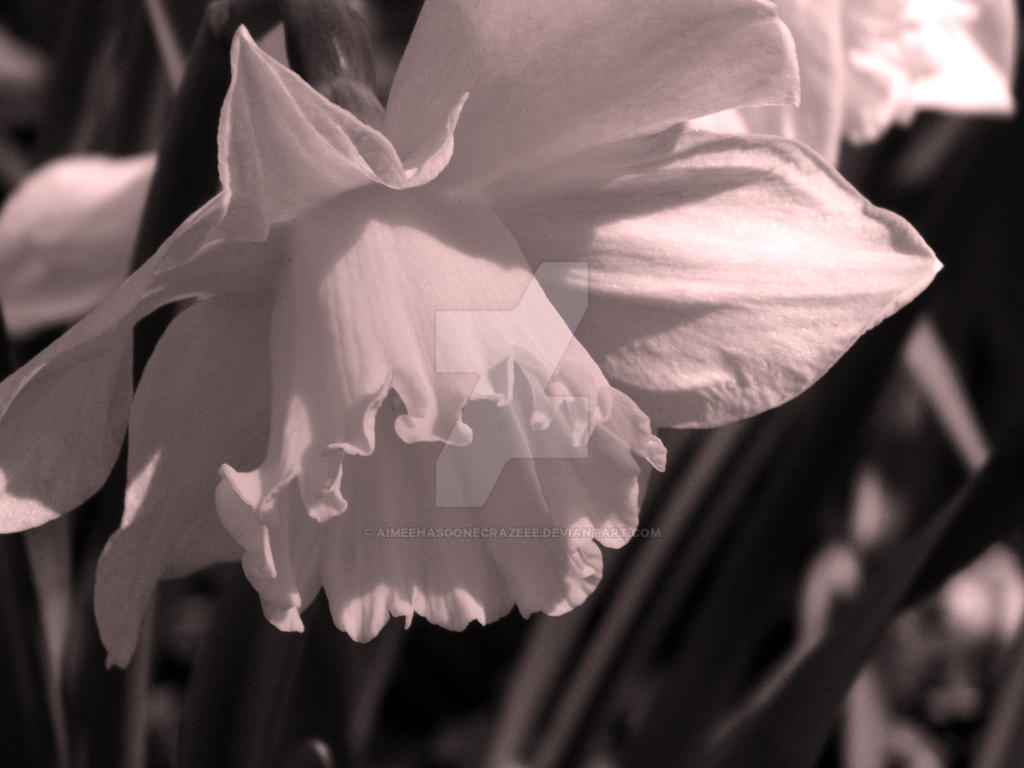 Daffodil by aimeehasgonecrazeee on DeviantArt