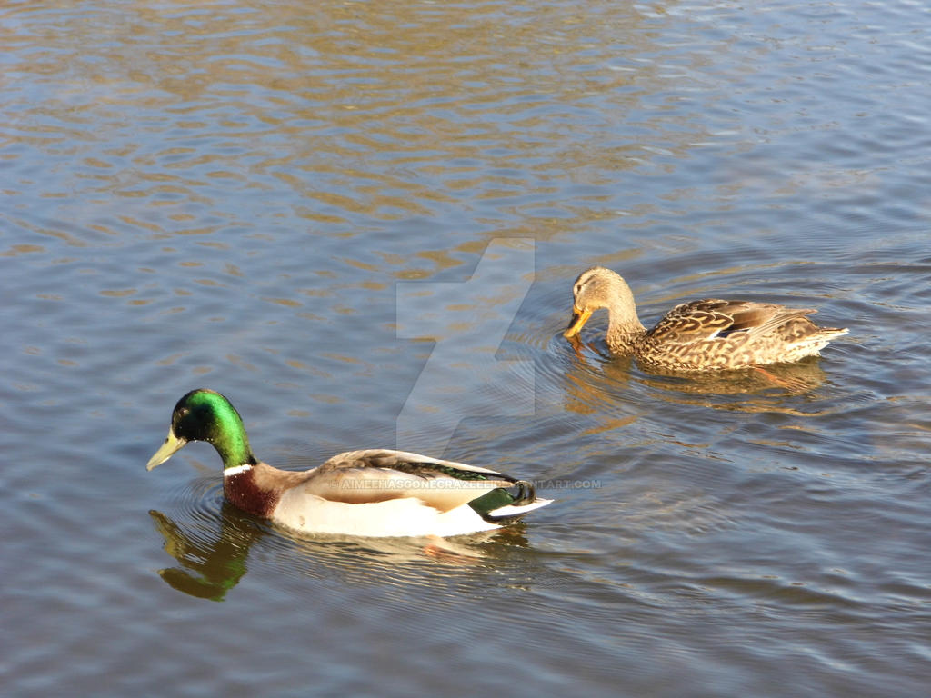 Duck race by aimeehasgonecrazeee on DeviantArt