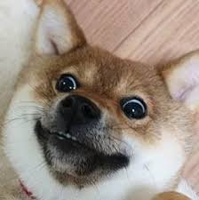 Funny shibe 2024