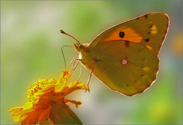 Colias croceus