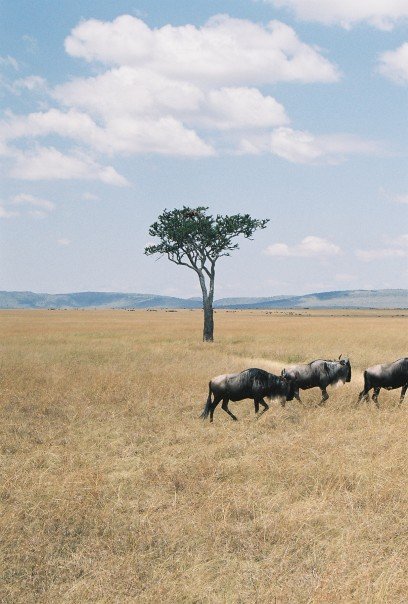 tree, wildebeests.