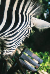 zebra neck