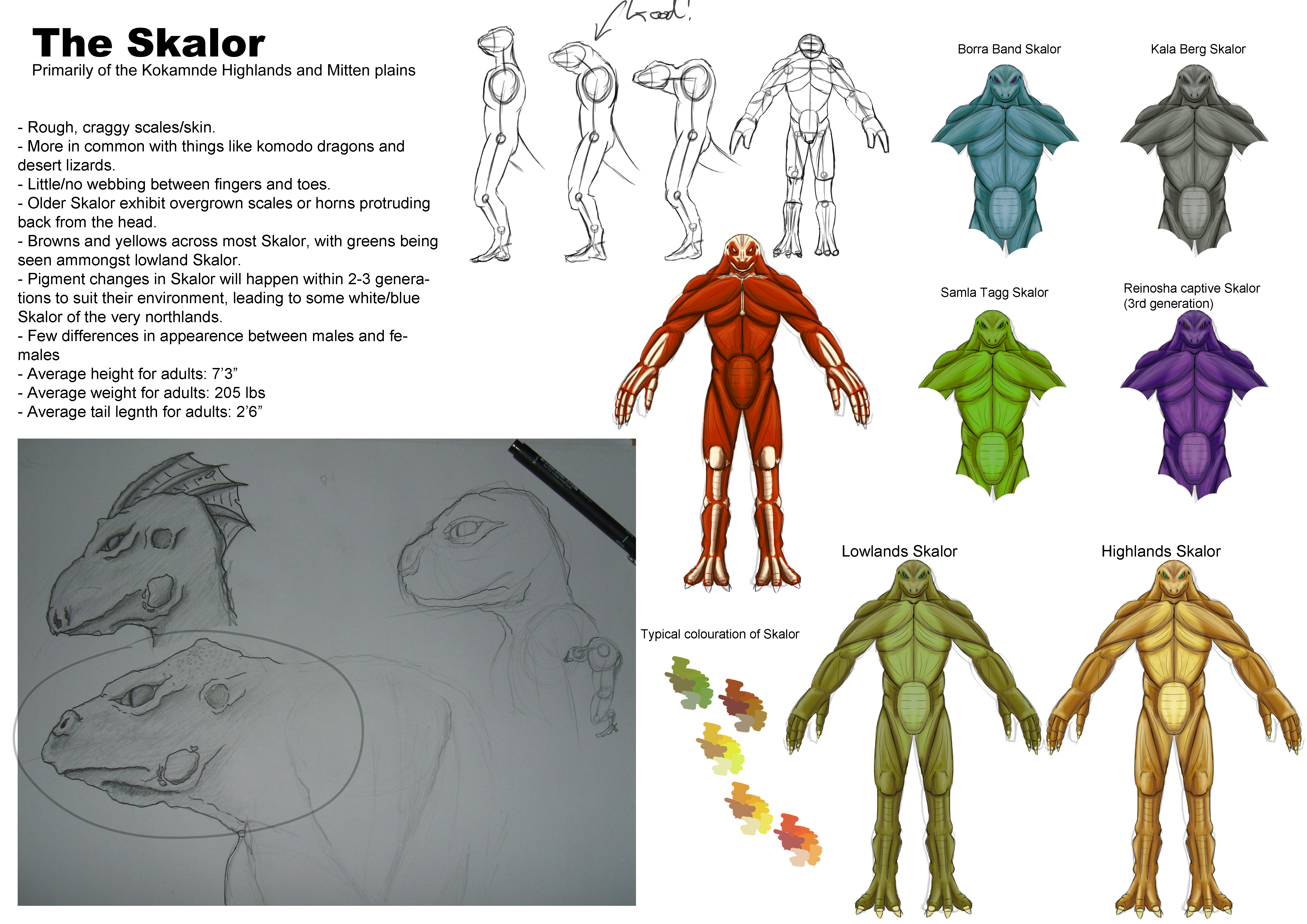 Andra: Skalor concept sheet