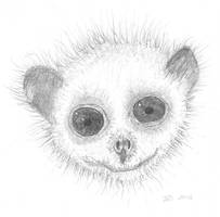 Baby Loris