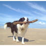 Border Collie + Stick