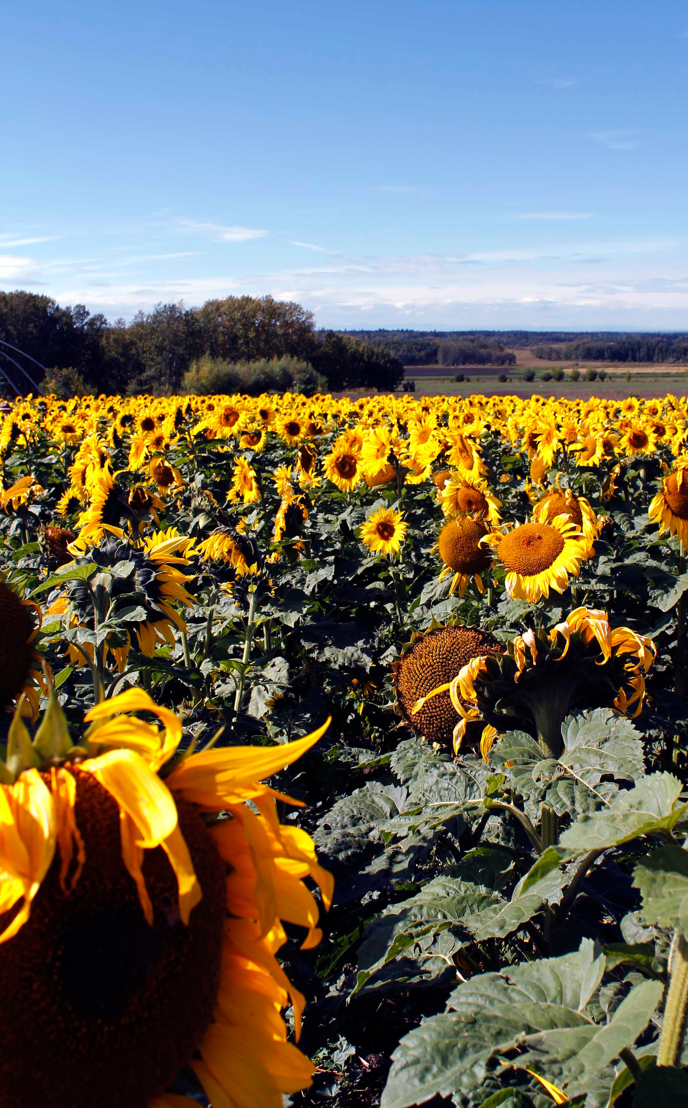 Sunflower6