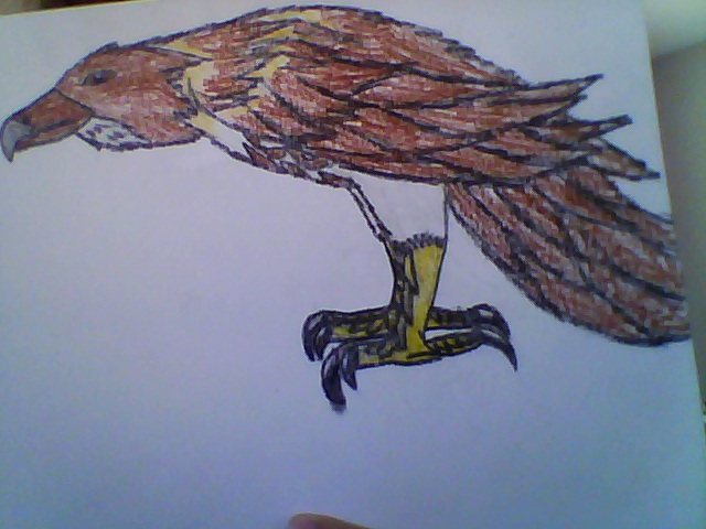 hawk from Rango by 3and4fan on DeviantArt