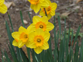 Daffodill garden