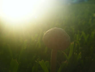 Mushaboom Mushroom 2