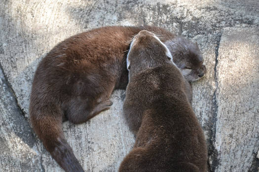 Otters