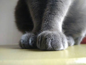 Cat Paws - British Cat