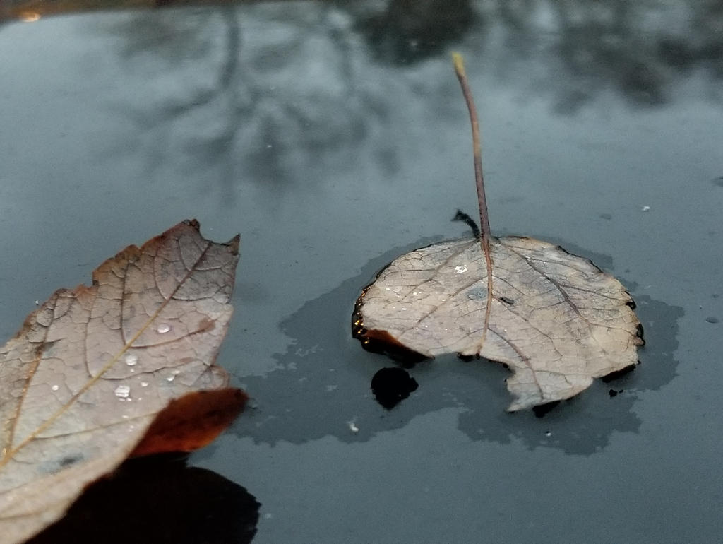 Reflections in rain
