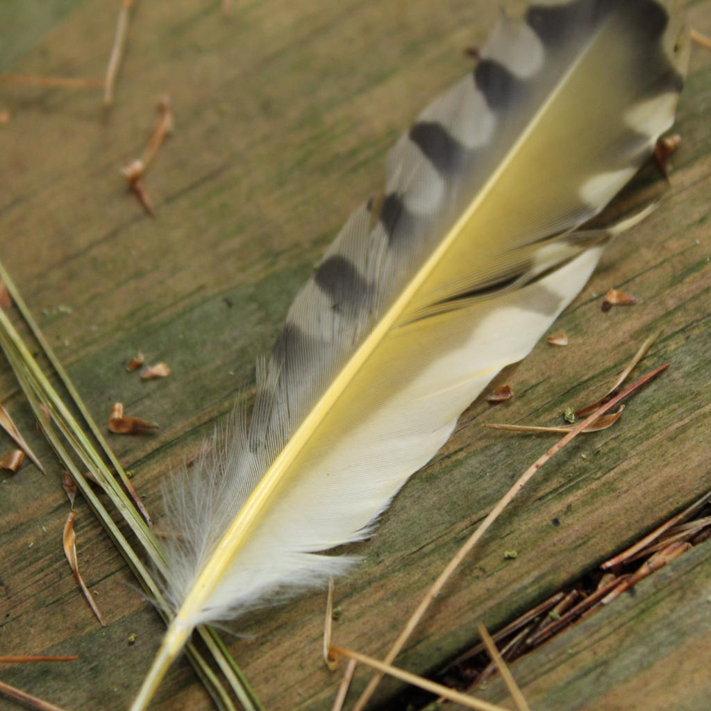Golden Feathers by TheStockWarehouse on DeviantArt