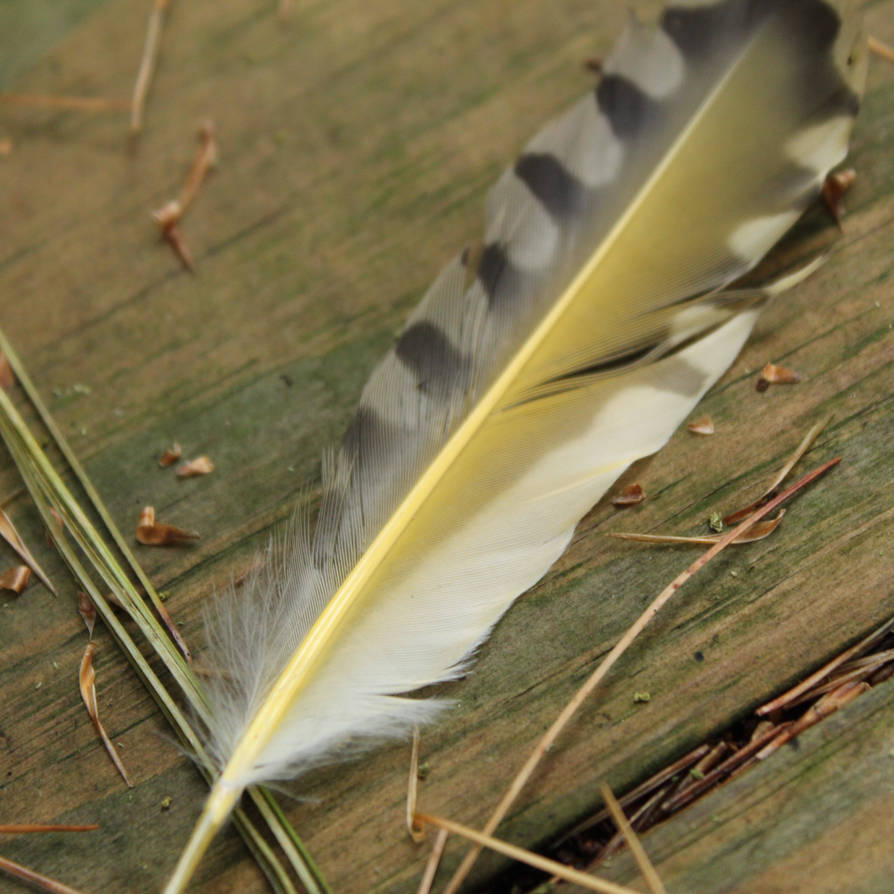Yellow feathers : r/birding