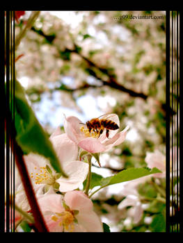 __honey bee III__