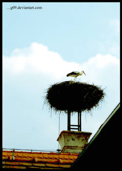 __stork on a chimney__