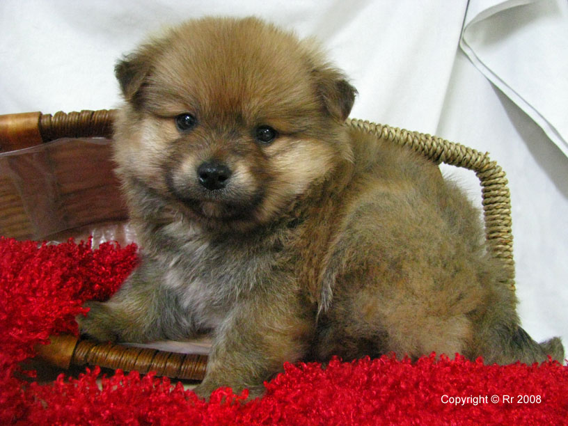 Lookie, Pomeranian Puppy--